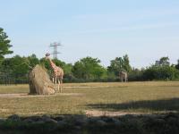 IMG_1651 