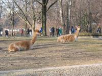 IMG_0960 
